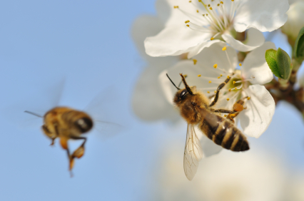 Bees at work